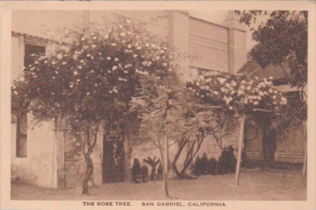 California San Gabriel The Rose Tree San Gabriel Mission Albertype