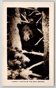 RPPC Yampa A Native Bear Of The Colorado Rockies Real Photo Postcard U25