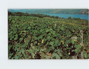 Postcard Taylor Vineyards, Lake Keuka, New York