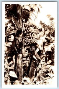 Hawaii HI Postcard RPPC Photo Banana Tree Hawaiian Islands c1940's Vintage