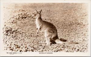 Australian Kangaroo Australia Rose Series RPPC Postcard F93