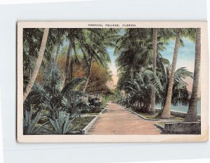 Postcard Tropical Foliage Florida USA