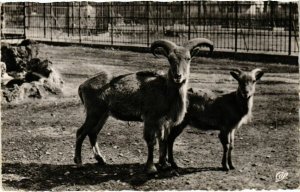 CPA Lyon- Parc de la Tete d'Or, Les Mouflons FRANCE (1025301)