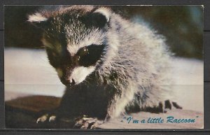 I'm A Little Raccoon - [MX-547]