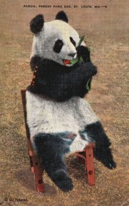Vintage Postcard 1943 Panda Forest Park Zoo Dense Bamboo St. Louis Missouri MO