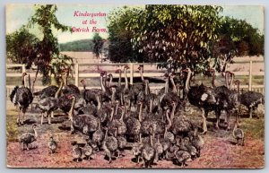 Animals~California~Kindergarten @ The Ostrich Farm~Pub Newman Vintage Postcard