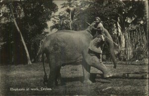 Ceylon Sri Lanka Working Elephant c1930 Real Photo Postcard