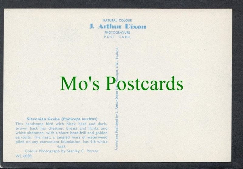 Birds Postcard - Slavonian Grebe SW3919