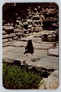 Brown Bear  Delaware Park  Buffalo  New York   Postcard