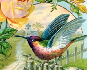 1890s Embossed Victorian Trade Card Beautiful Colorful Hummingbird Country &T