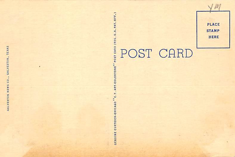 Oldeanders In Bloom Postcard