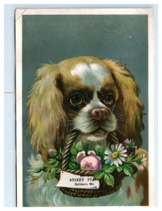 1880s-90s Stieff Pianos Grand & Upright H.I. Shank Agt. Cute Spaniel Dog &D