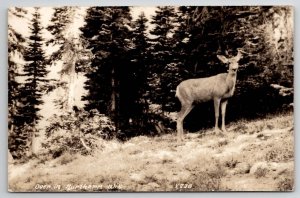 RPPC Deer In Northern Wisconsin Real Photo Postcard U27