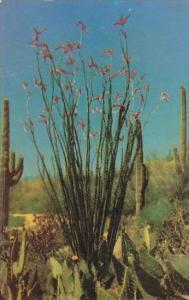 Arizona Phoenix Ocotilla