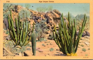 Cactus Pipe Organ Cactus 1941 Curteich