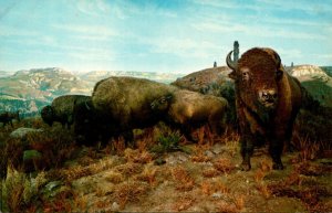 American Buffalo Or Bison