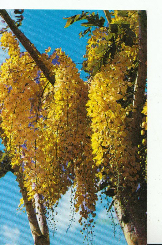 America Postcard - Hawaii - Yellow Shower Tree - Ref 16248A