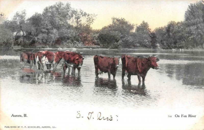 AURORA, Illinois IL    CATTLE Crossing The FOX RIVER   c1900's UDB Postcard