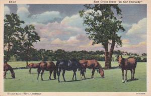 Kentucky Blue Grass Scene With Horses Grazing Curteich