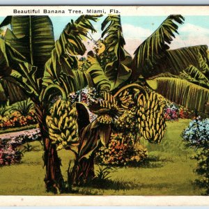 c1910s Miami, FL Beautiful Banana Tree Litho Photo Postcard J.N Chamberlain A274