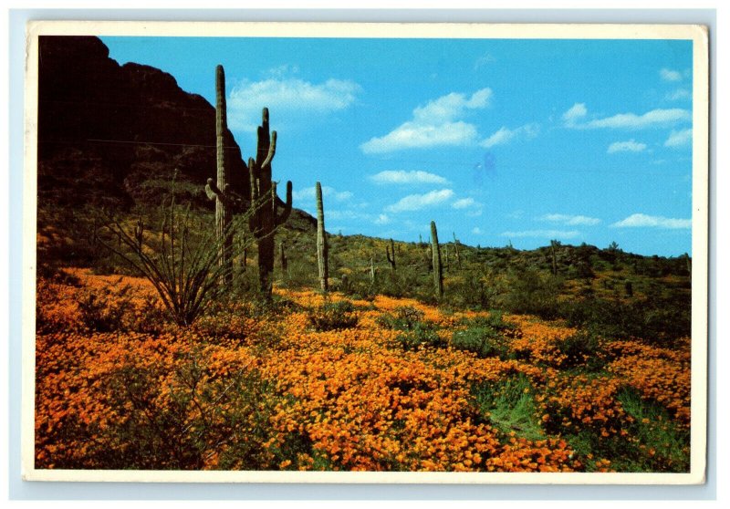1979 Desert Poppies, Picacho Peak Southern Arizona AZ Posted Vintage Postcard