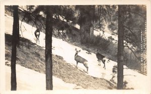 J11/ Lake Chelan Washington RPPC Postcard c1910 Mule Deer Snow  110