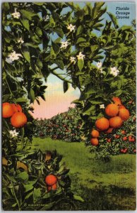 Florida Orange Groves Tropical Fruit Showcase of Citrus Postcard