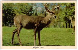 US    PC2695  MAJESTIC BUCK