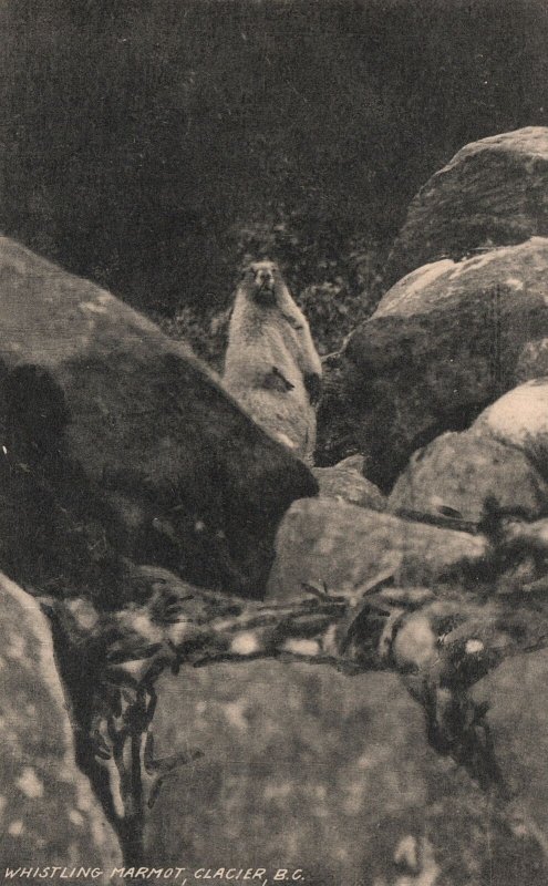 Vintage Postcard 1910's Whistling Marmot Glacier British Columbia