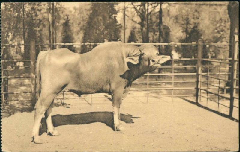 belgium, ANTWERP ANVERS, Zoo, Egyptian Buffalo (1930s) Cow Bull