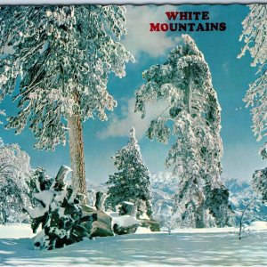 c1970s White MOuntains, AZ Winter Wonderland Greetings Unposted 4x6 PC Vtg M13