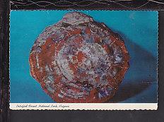 Petrified Wood,Petrified Forest,AZ Postcard BIN 