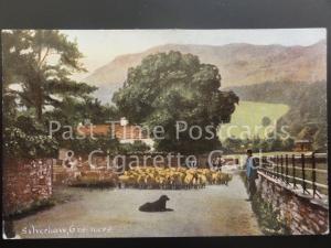 Cumbria: Silverhow, Grasmere c1905 showing sheep herd, dog & herder