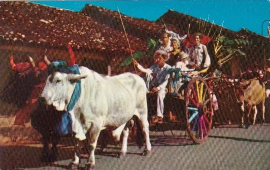 Panama The Montunos & Polleras With Typical Bullock Cart