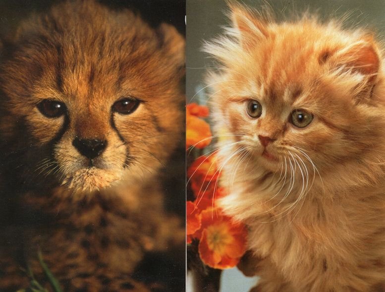 Baby Cat Kitten Cheetah 2x IFAW Protect Wildlife Postcard s