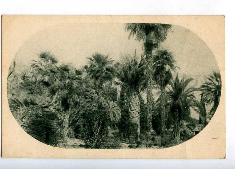 232472 Abkhazia Sukhum Park subtropical flora Vintage postcard