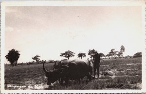 Vietnam Farmer With Ox Vintage RPPC C109