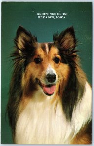 c1970s Elkader IA Greetings from Sheltie Shetland Sheepdog Lassie Chrome PC A264