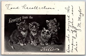 Vtg Greetings from the Kills Cute Cats Kittens 1903 Old Postcard
