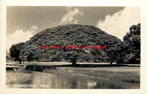 HI, Hawaii, RPPC, Monkeypod Tree, Scenic View, Photo