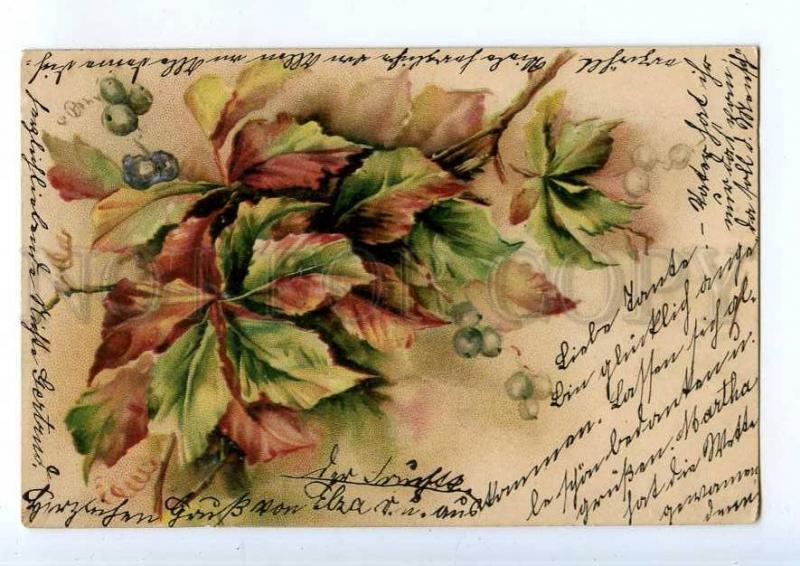 240529 Bouquet w/ Berries Vintage POST 1901 year postcard