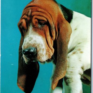 1957 De Witt IA Greetings Ashamed in Trouble Basset Hound Cute Dog Puppy PC A234