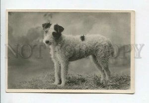 3176216 Charming FOX TERRIER Champion Vintage PHOTO PC