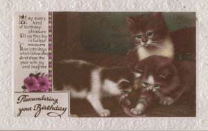 Kittens Cats Playing With Shoe Happy Birthday Real Photo Postcard