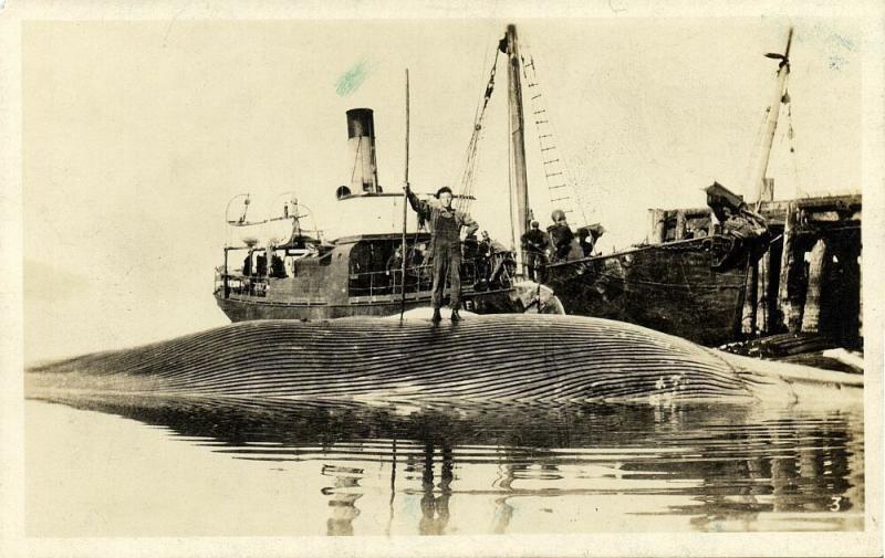 San Clemente Island, Cal., Captured Finback Whale, Whaler (1930) Whaling RPPC