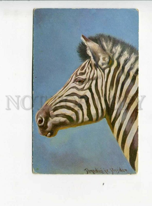 3164732 Hunt ZEBRA by DONADINI Vintage Colorful PC