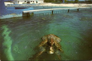 Cayman Islands Garnd Cayman Turtle Farm Resident