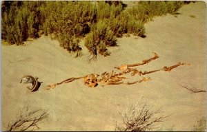 Nevada Desert Tragedy Dead Prospector
