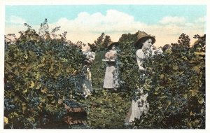 Vintage Postcard Harvesting Berries In The Farm Workers Pacific Novelty Co. Pub.