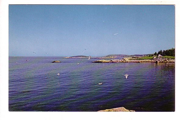 Seagulls at Indian Harbour, Nova Scotia, Len Leiffer,